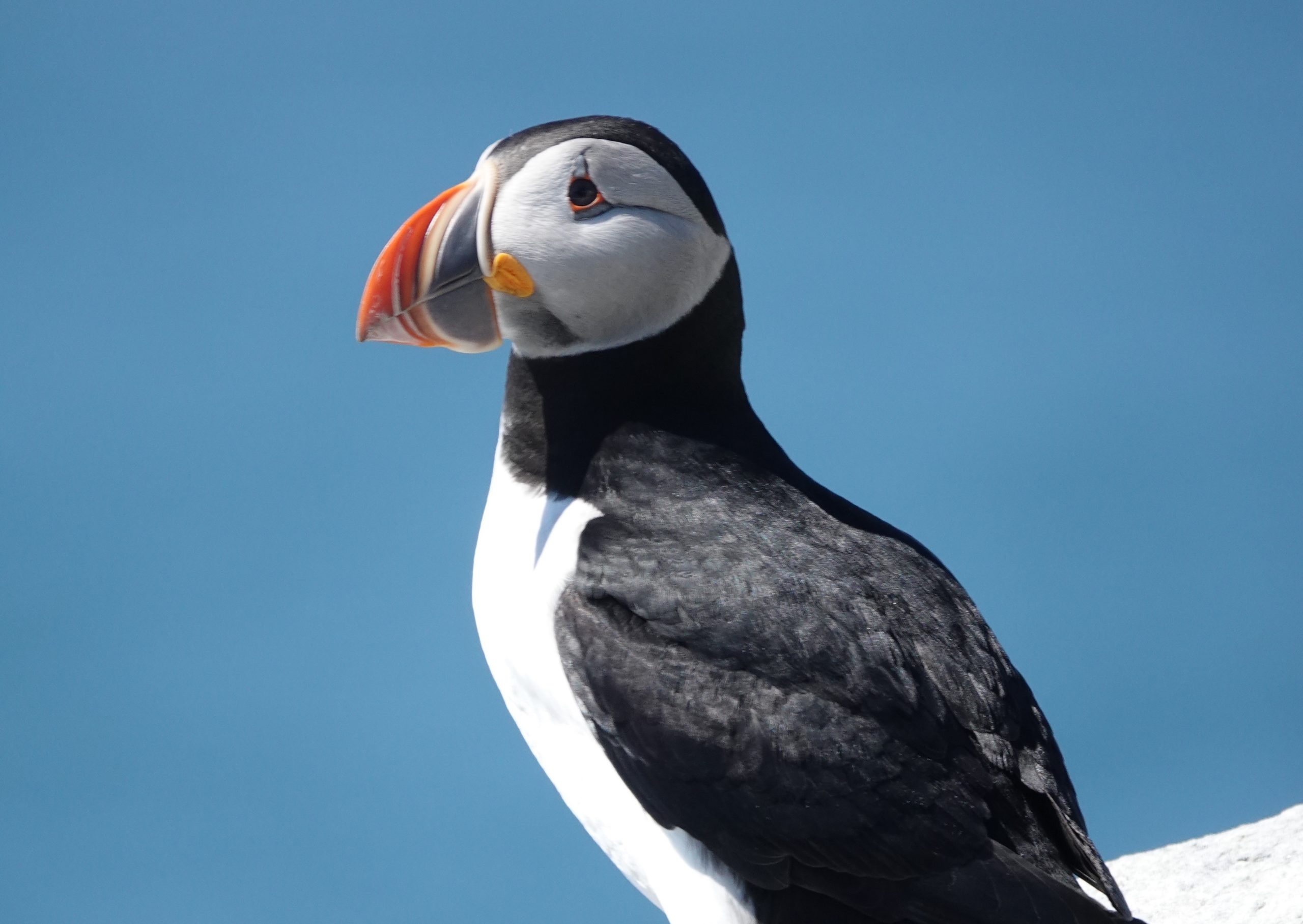 Harpswell Naturalist: Maine's Atlantic puffins - The Harpswell Anchor