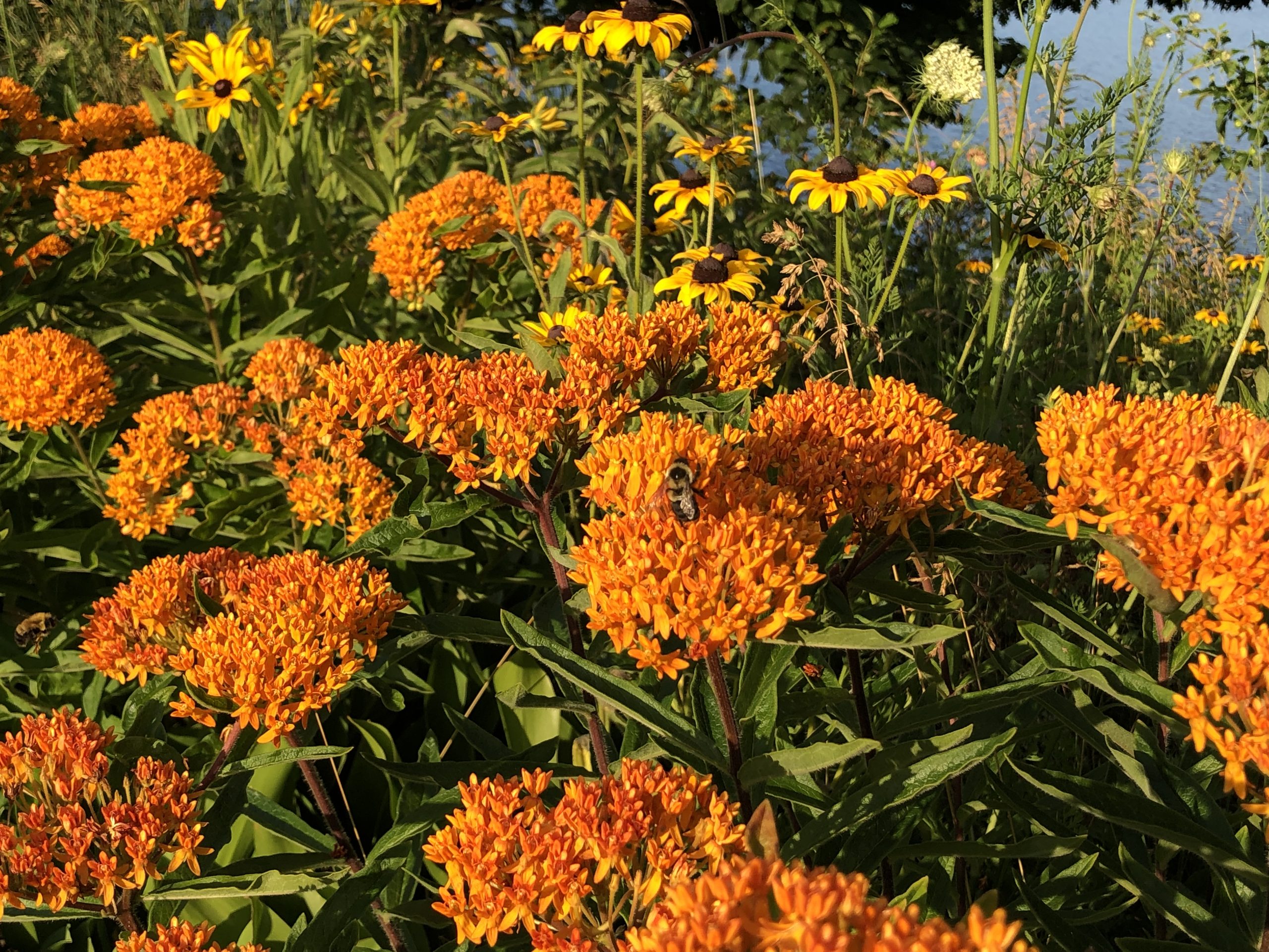Plants, insects, action!: How 'pest-free' invasives damage ecosystem ...